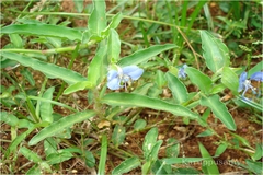 Commelina clavata